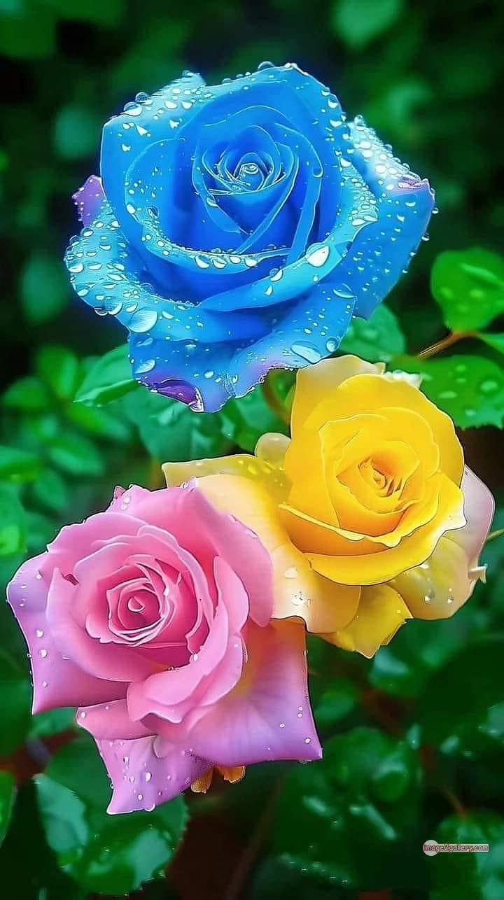 3300+ Beautiful Rose Flowers Image | Rose Flower HD Pic Download | 470 best rose flower -(11)