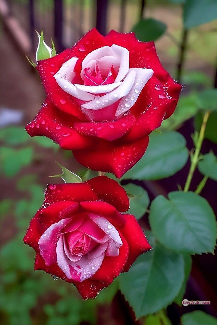 3300+ Beautiful Rose Flowers Image | Rose Flower HD Pic Download | 471 best rose flower -(12)