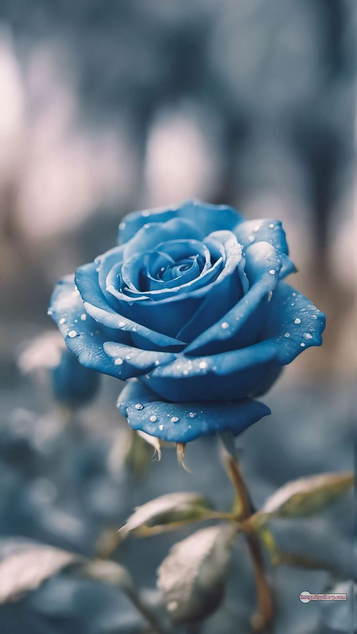 3300+ Beautiful Rose Flowers Image | Rose Flower HD Pic Download | 111 best rose flower -(15)