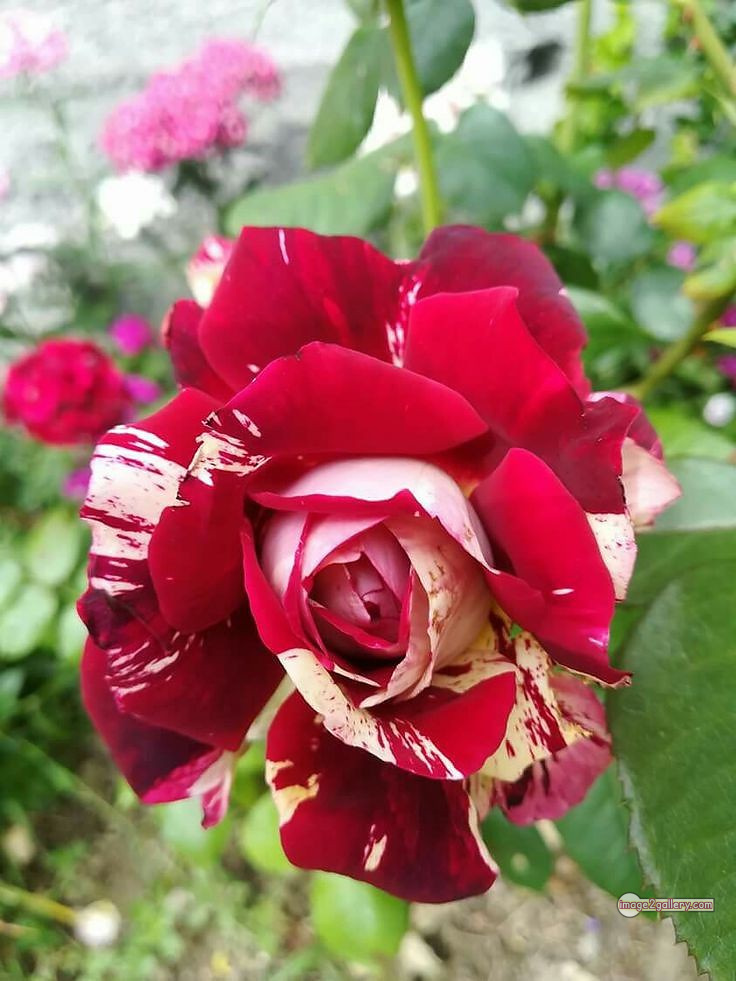 3300+ Beautiful Rose Flowers Image | Rose Flower HD Pic Download | 1299 best rose flower -(2)