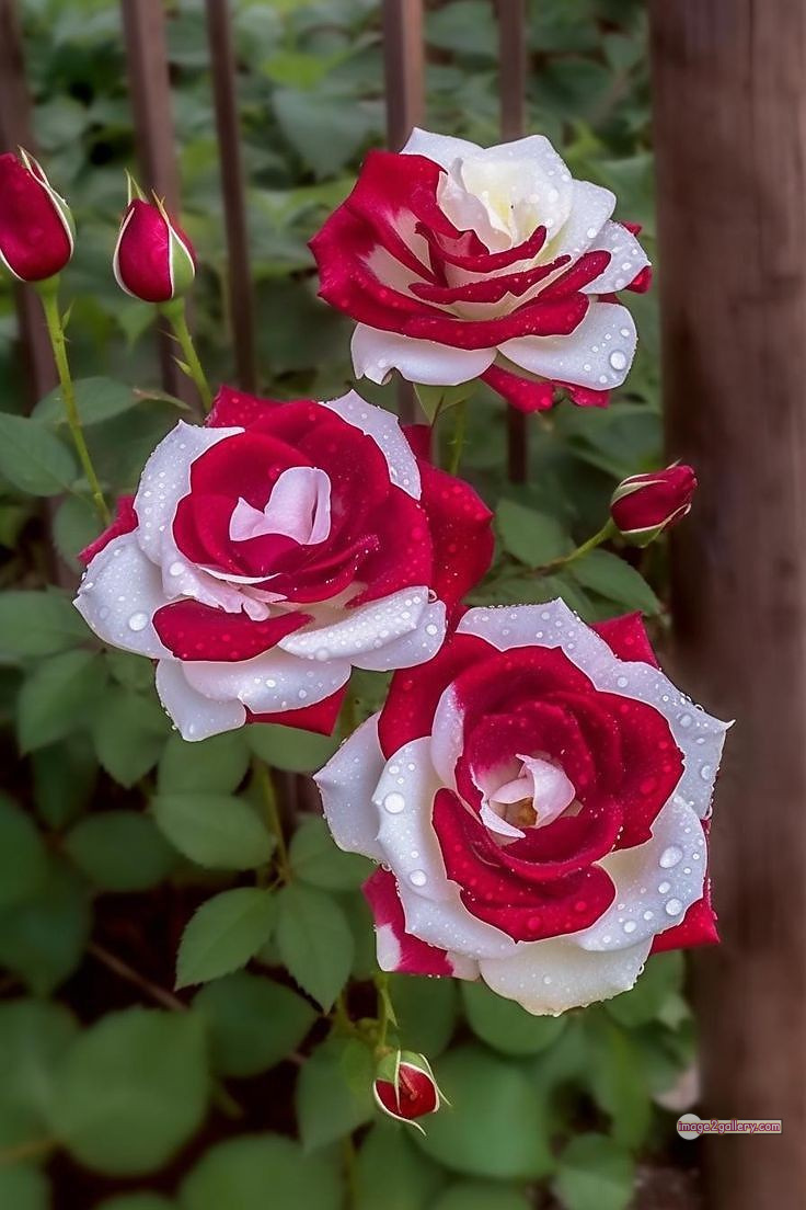 3300+ Beautiful Rose Flowers Image | Rose Flower HD Pic Download | 1456 best rose flower -(27)
