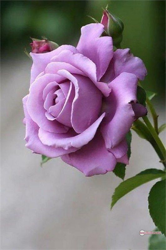 3300+ Beautiful Rose Flowers Image | Rose Flower HD Pic Download | 468 best rose flower -(3)