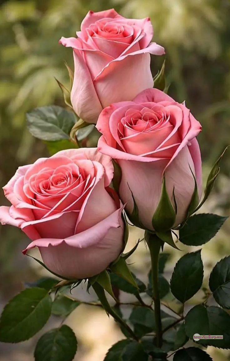 3300+ Beautiful Rose Flowers Image | Rose Flower HD Pic Download | 3082 best rose flower -(31)