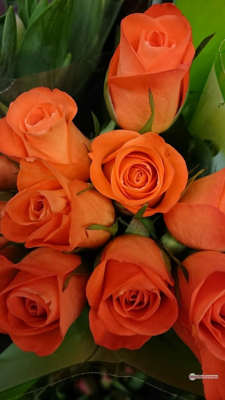3300+ Beautiful Rose Flowers Image | Rose Flower HD Pic Download | 3080 best rose flower -(34)
