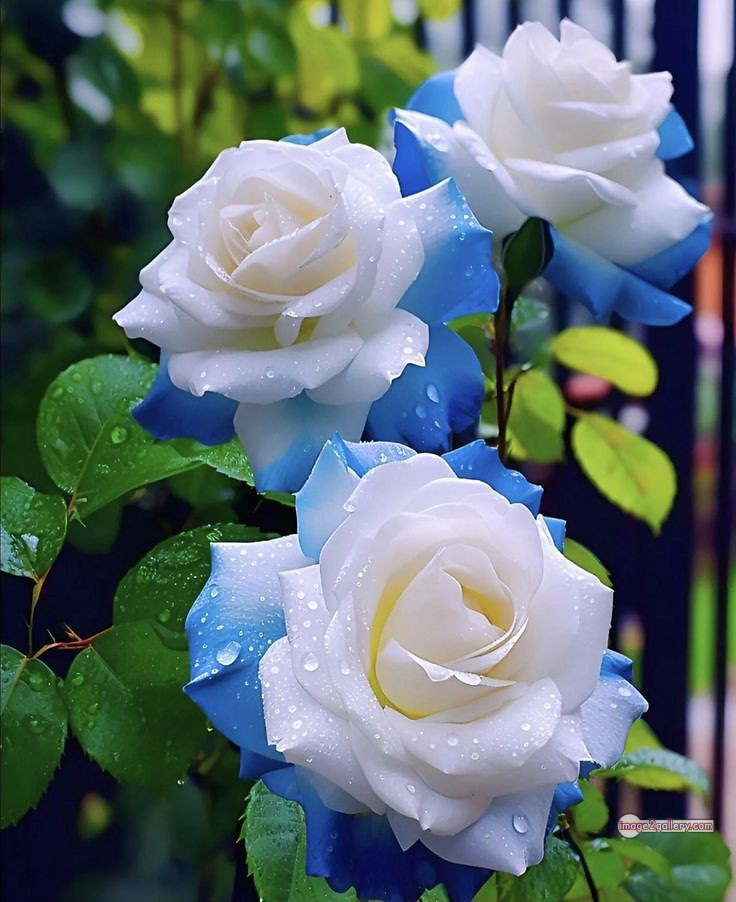 3300+ Beautiful Rose Flowers Image | Rose Flower HD Pic Download | 502 best rose flower -(36)