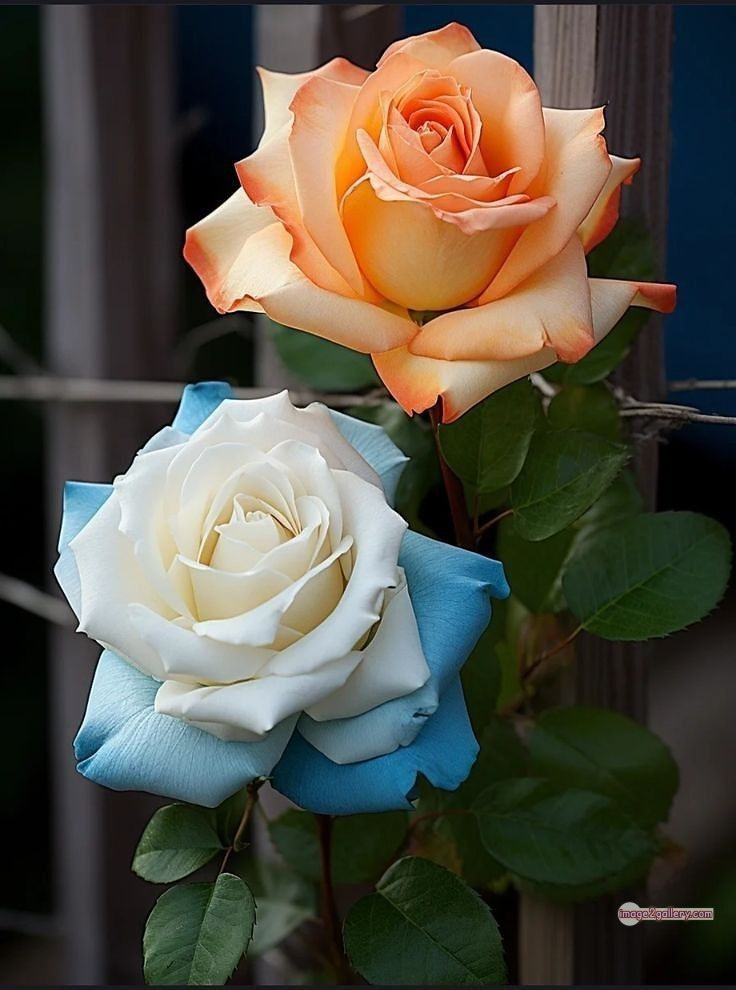 3300+ Beautiful Rose Flowers Image | Rose Flower HD Pic Download | 1389 best rose flower -(37)