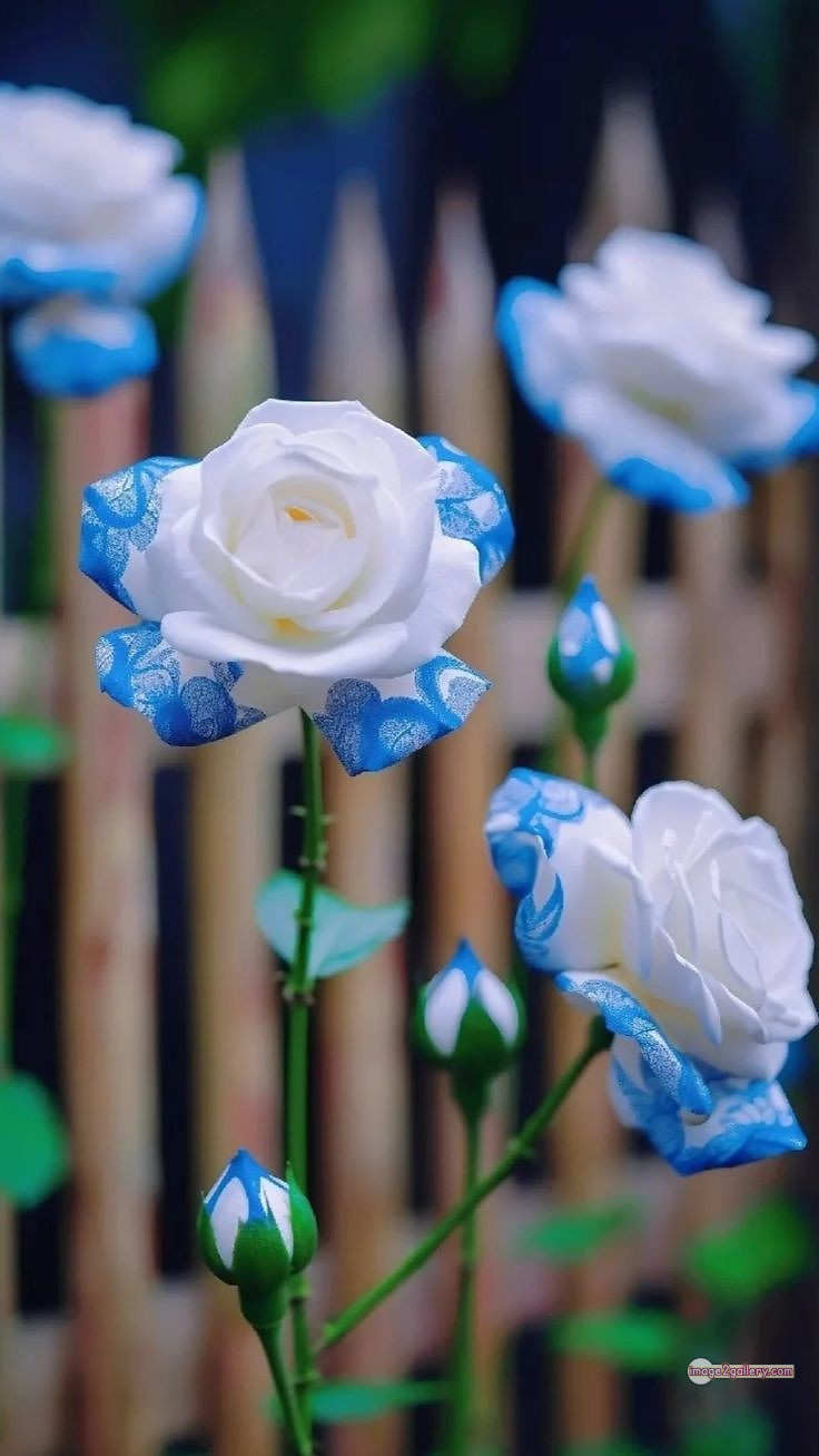 3300+ Beautiful Rose Flowers Image | Rose Flower HD Pic Download | 3083 best rose flower -(38)