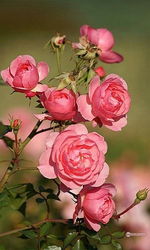 3300+ Beautiful Rose Flowers Image | Rose Flower HD Pic Download | 466 best rose flower -(39)