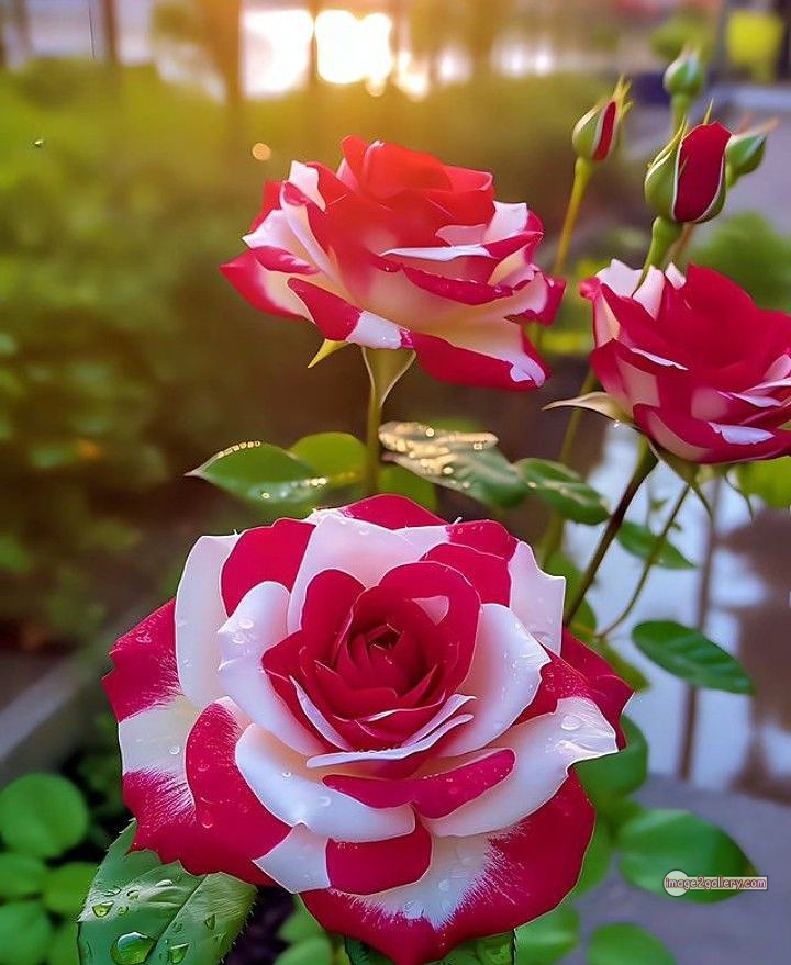 3300+ Beautiful Rose Flowers Image | Rose Flower HD Pic Download | 30 best rose flower -(4)