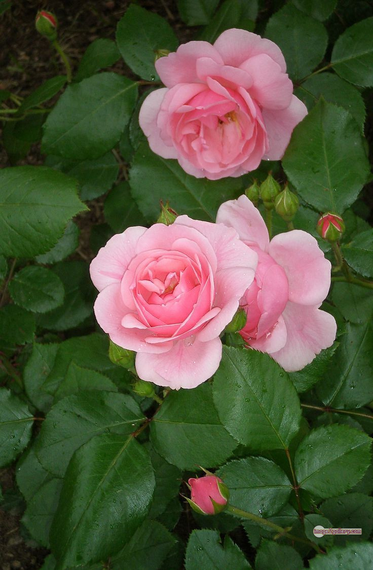 3300+ Beautiful Rose Flowers Image | Rose Flower HD Pic Download | 3085 best rose flower -(40)
