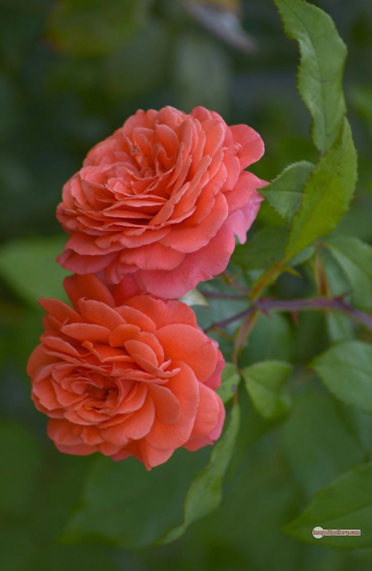 3300+ Beautiful Rose Flowers Image | Rose Flower HD Pic Download | 3086 best rose flower -(41)