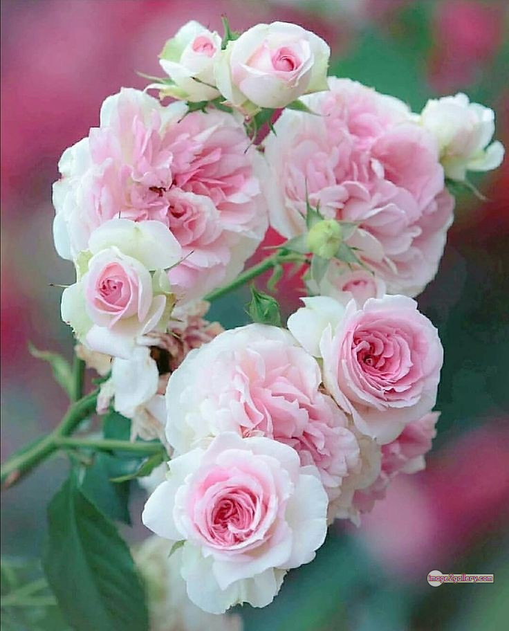 3300+ Beautiful Rose Flowers Image | Rose Flower HD Pic Download | 465 best rose flower -(42)