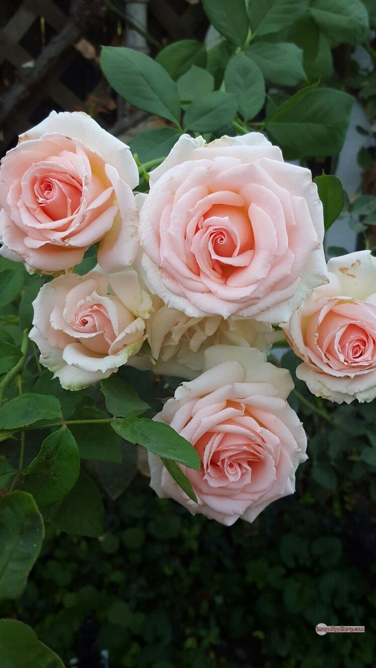 3300+ Beautiful Rose Flowers Image | Rose Flower HD Pic Download | 3081 best rose flower -(43)