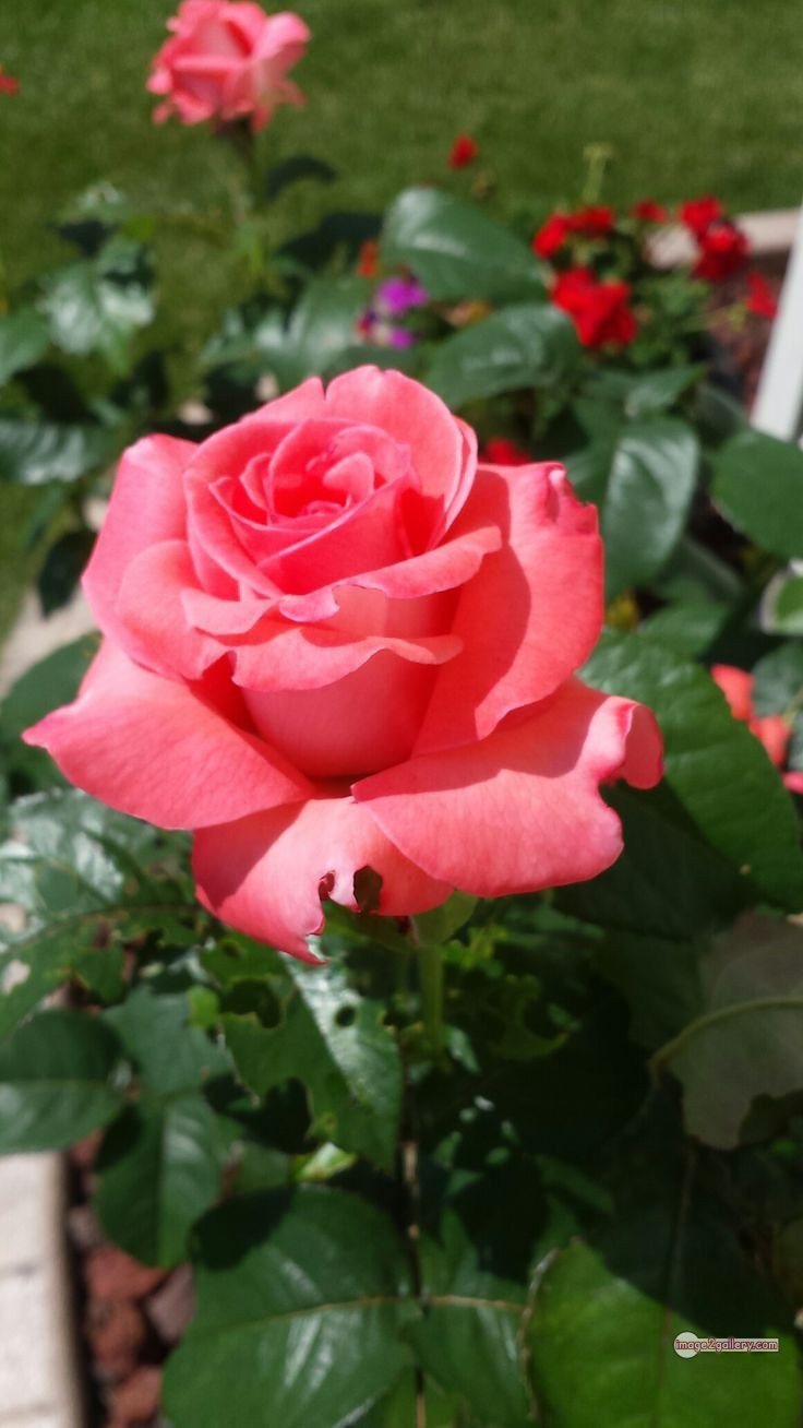 3300+ Beautiful Rose Flowers Image | Rose Flower HD Pic Download | 3091 best rose flower -(44)
