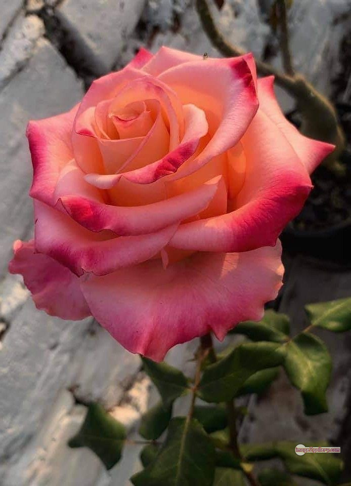 3300+ Beautiful Rose Flowers Image | Rose Flower HD Pic Download | 3087 best rose flower -(45)