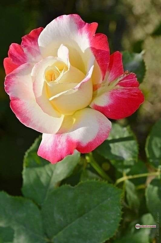 3300+ Beautiful Rose Flowers Image | Rose Flower HD Pic Download | 464 best rose flower -(46)