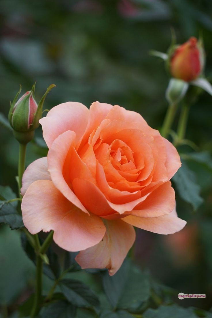 3300+ Beautiful Rose Flowers Image | Rose Flower HD Pic Download | 405 best rose flower -(47)