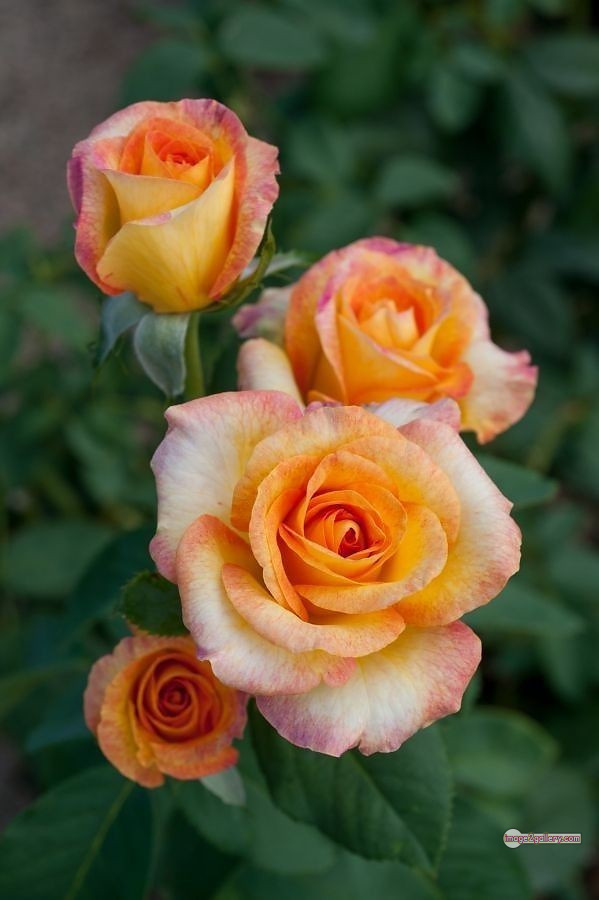 3300+ Beautiful Rose Flowers Image | Rose Flower HD Pic Download | 3088 best rose flower -(48)