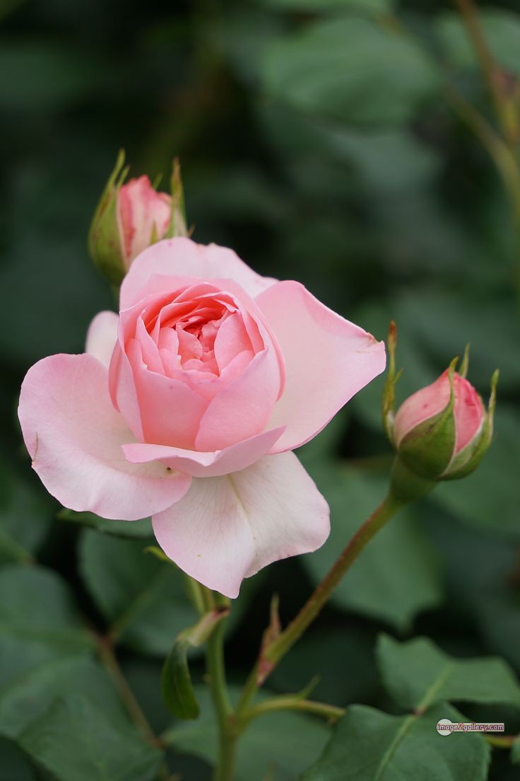 3300+ Beautiful Rose Flowers Image | Rose Flower HD Pic Download | 3090 best rose flower -(49)