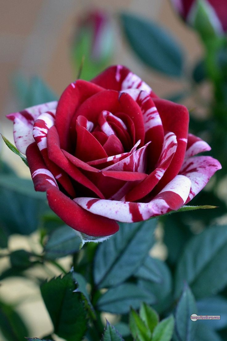 3300+ Beautiful Rose Flowers Image | Rose Flower HD Pic Download | 1580 best rose flower -(5)
