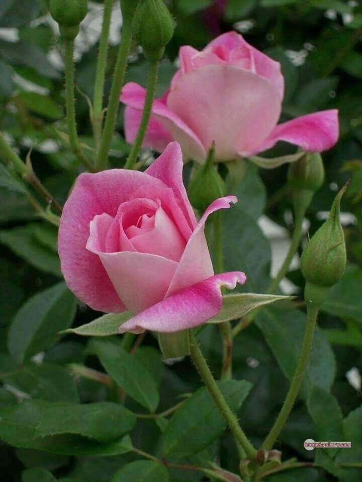 3300+ Beautiful Rose Flowers Image | Rose Flower HD Pic Download | 3047 best rose flower -(50)