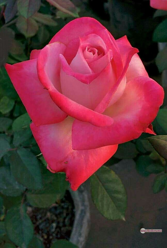 3300+ Beautiful Rose Flowers Image | Rose Flower HD Pic Download | 3045 best rose flower -(51)