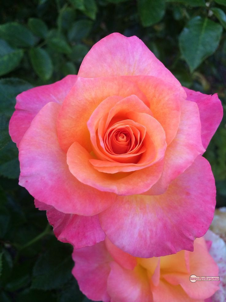 3300+ Beautiful Rose Flowers Image | Rose Flower HD Pic Download | 3089 best rose flower -(52)