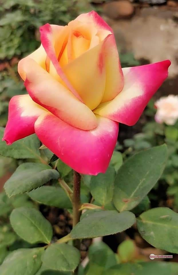 3300+ Beautiful Rose Flowers Image | Rose Flower HD Pic Download | 1719 best rose flower -(54)