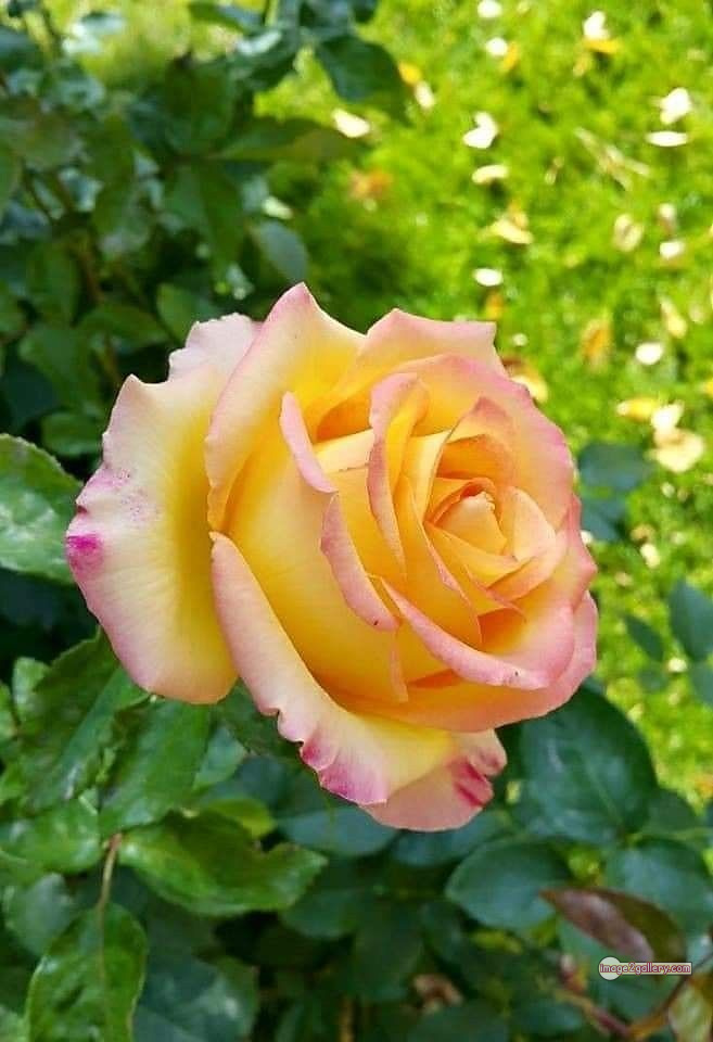 3300+ Beautiful Rose Flowers Image | Rose Flower HD Pic Download | 109 best rose flower -(56)
