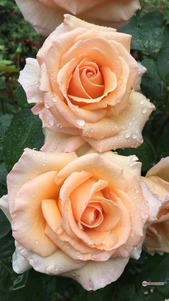 3300+ Beautiful Rose Flowers Image | Rose Flower HD Pic Download | 265 best rose flower -(57)
