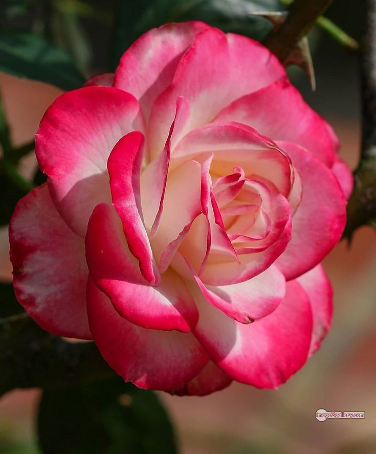 3300+ Beautiful Rose Flowers Image | Rose Flower HD Pic Download | 3092 best rose flower -(58)