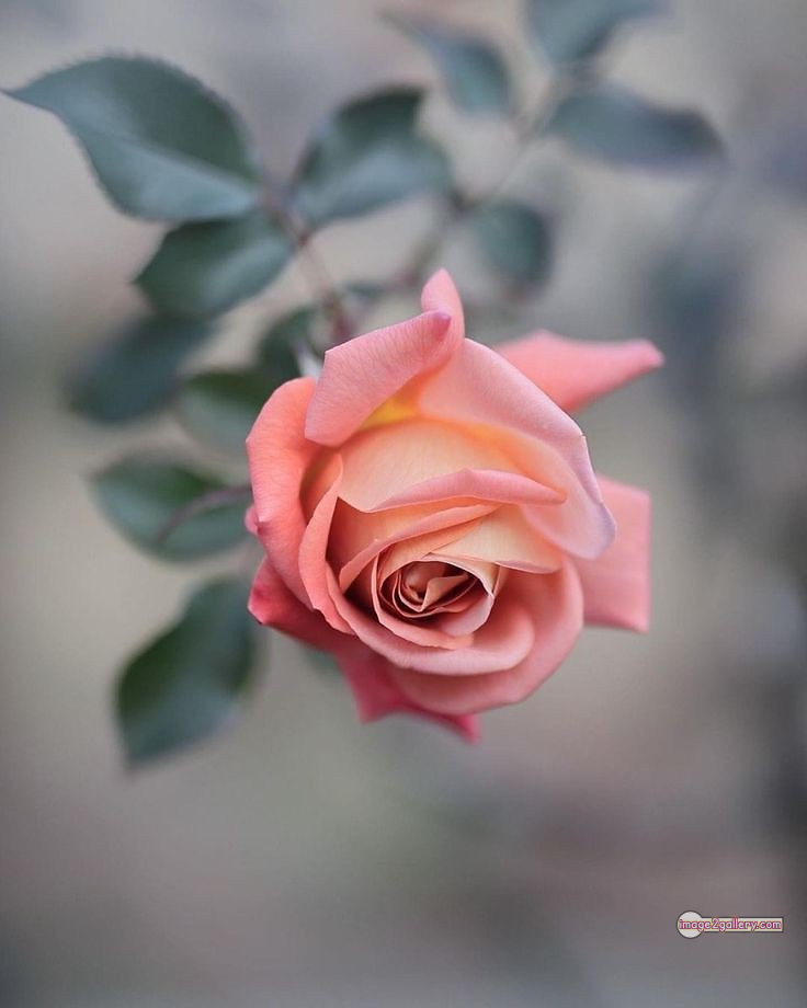 3300+ Beautiful Rose Flowers Image | Rose Flower HD Pic Download | 3046 best rose flower -(59)