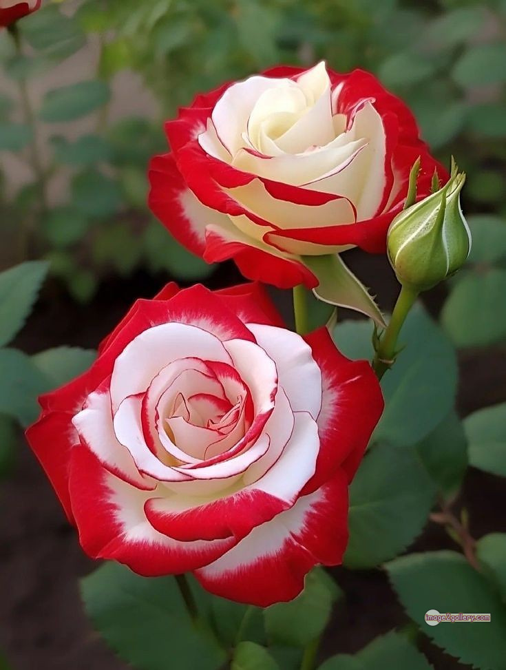 3300+ Beautiful Rose Flowers Image | Rose Flower HD Pic Download | 1721 best rose flower -(6)
