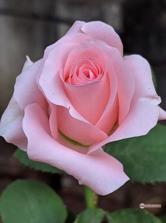 3300+ Beautiful Rose Flowers Image | Rose Flower HD Pic Download | 3097 best rose flower -(60)