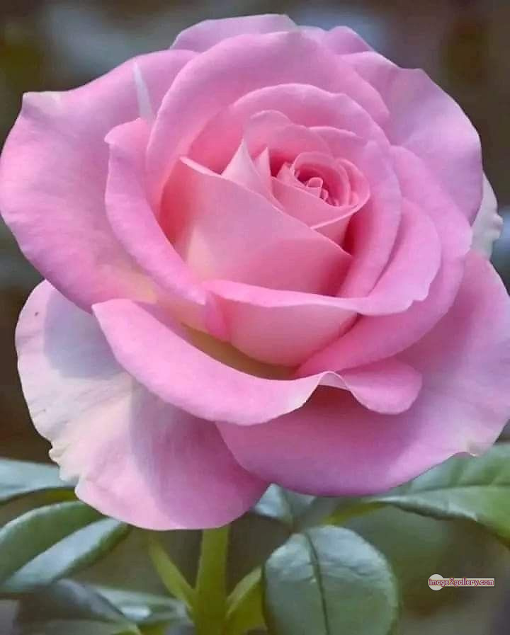 3300+ Beautiful Rose Flowers Image | Rose Flower HD Pic Download | 3096 best rose flower -(61)