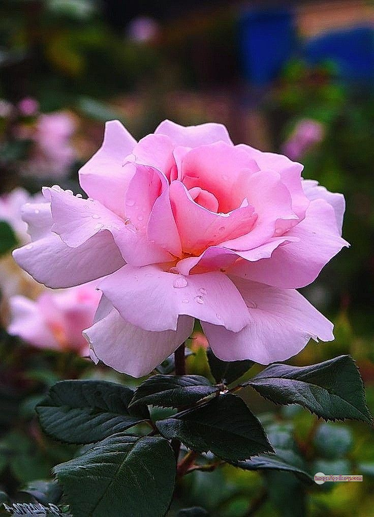 3300+ Beautiful Rose Flowers Image | Rose Flower HD Pic Download | 3095 best rose flower -(62)