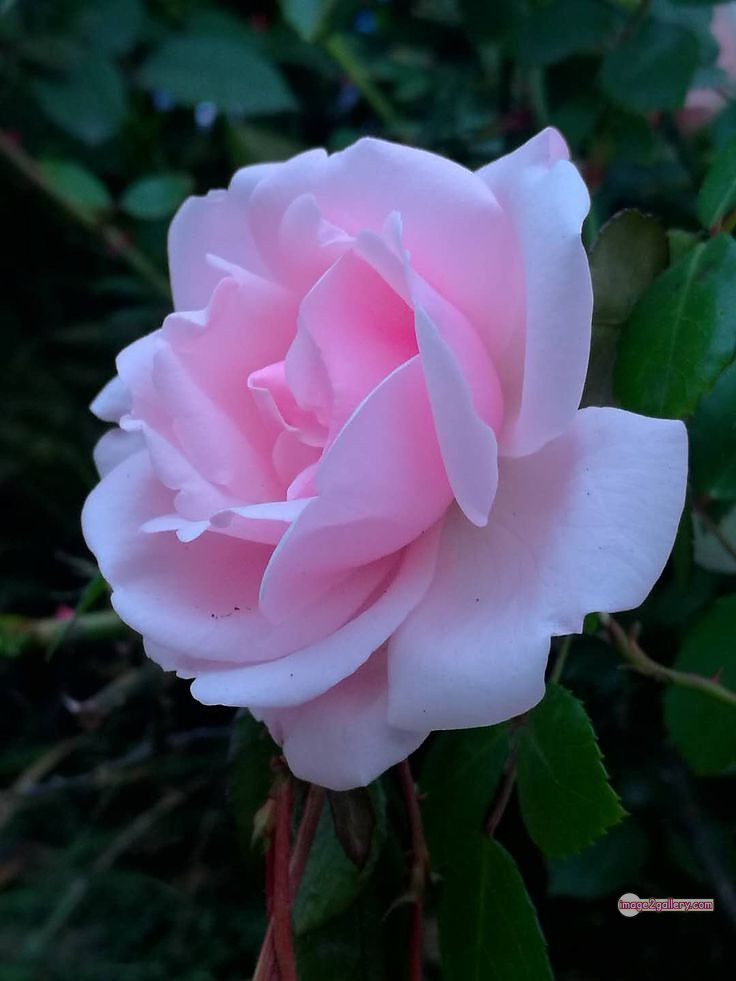 3300+ Beautiful Rose Flowers Image | Rose Flower HD Pic Download | 1387 best rose flower -(63)