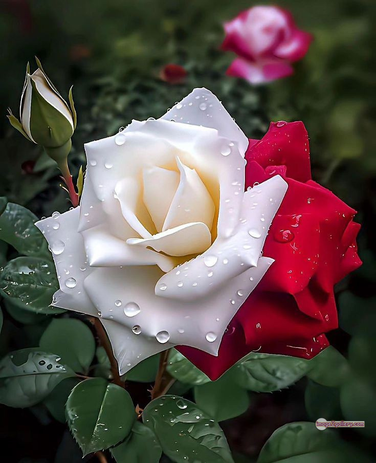 3300+ Beautiful Rose Flowers Image | Rose Flower HD Pic Download | 3094 best rose flower -(64)