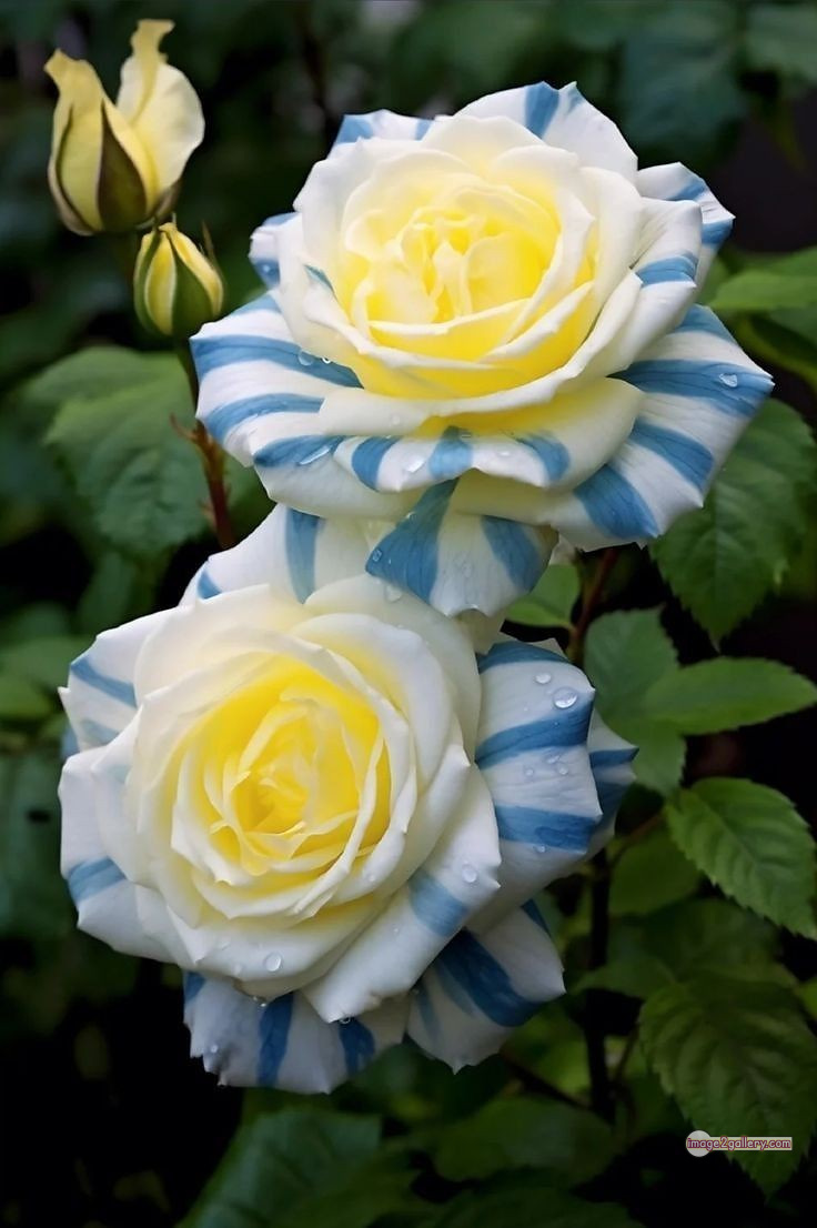 3300+ Beautiful Rose Flowers Image | Rose Flower HD Pic Download | 27 best rose flower -(68)