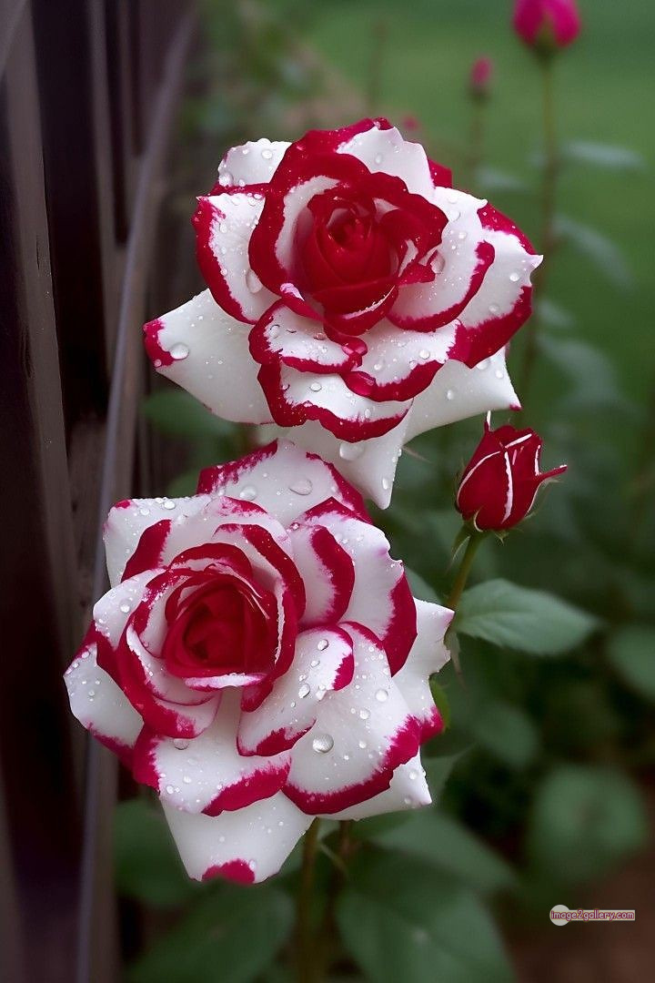 3300+ Beautiful Rose Flowers Image | Rose Flower HD Pic Download | 1388 best rose flower -(69)
