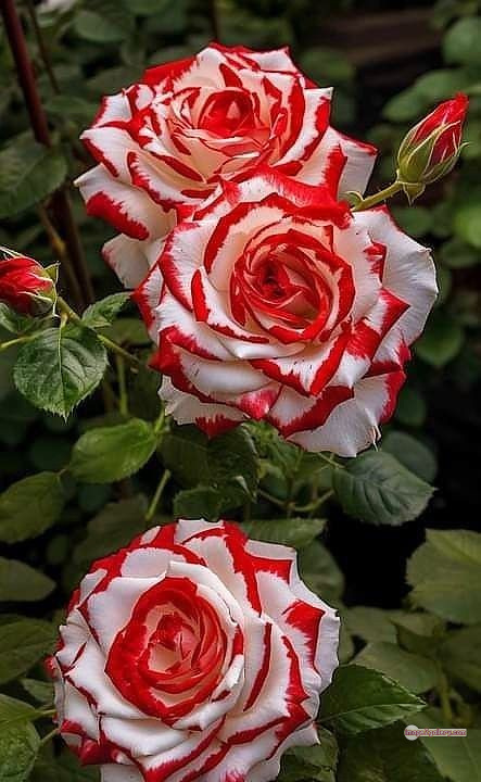 3300+ Beautiful Rose Flowers Image | Rose Flower HD Pic Download | 3050 best rose flower -(7)