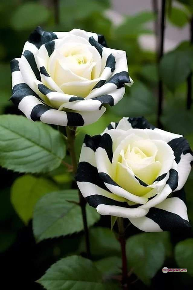 3300+ Beautiful Rose Flowers Image | Rose Flower HD Pic Download | 1453 best rose flower -(9)
