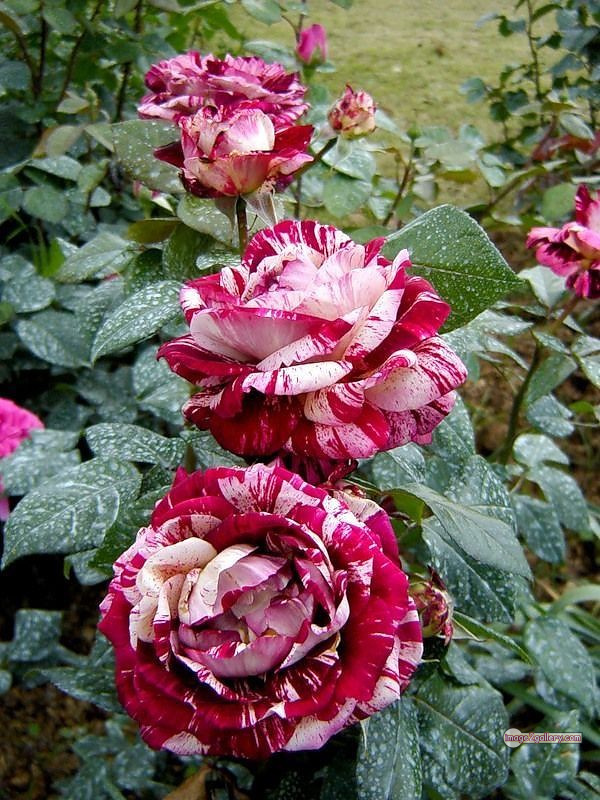 3300+ Beautiful Rose Flowers Image | Rose Flower HD Pic Download | 1336 best rose plants -(1)