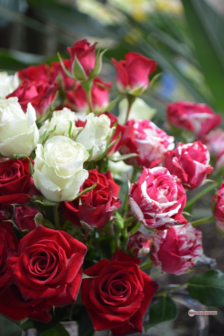 3300+ Beautiful Rose Flowers Image | Rose Flower HD Pic Download | 244 best rose plants -(10)
