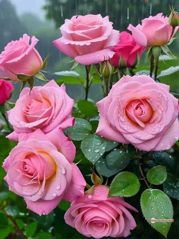 3300+ Beautiful Rose Flowers Image | Rose Flower HD Pic Download | 1342 best rose plants 11 rose flower