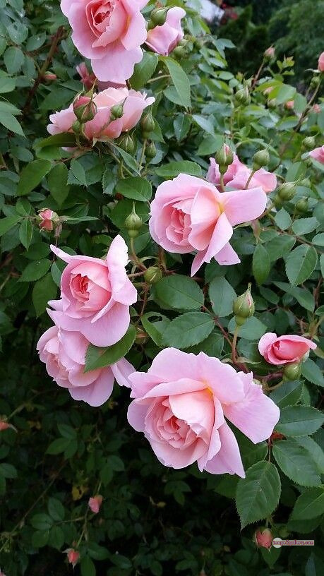 3300+ Beautiful Rose Flowers Image | Rose Flower HD Pic Download | 1716 best rose plants -(12)