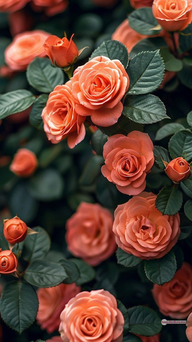 3300+ Beautiful Rose Flowers Image | Rose Flower HD Pic Download | 1847 best rose plants -(13)