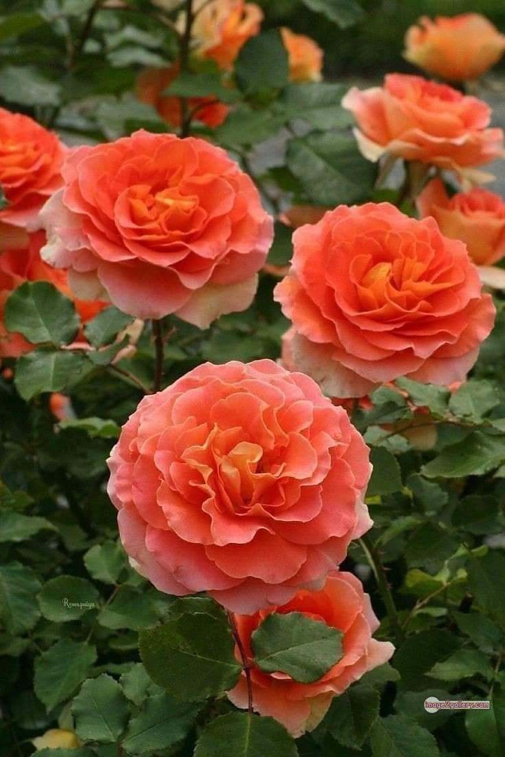 3300+ Beautiful Rose Flowers Image | Rose Flower HD Pic Download | 1913 best rose plants -(14)