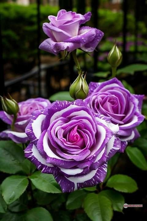 3300+ Beautiful Rose Flowers Image | Rose Flower HD Pic Download | 905 best rose plants -(2)