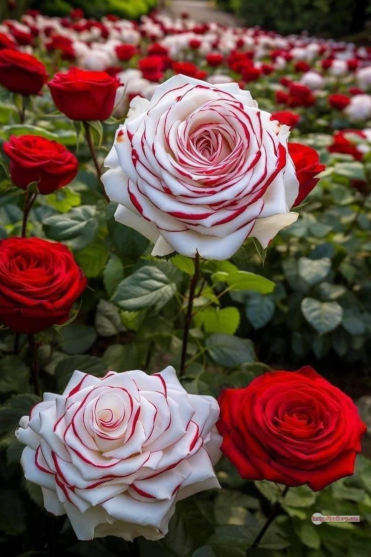 3300+ Beautiful Rose Flowers Image | Rose Flower HD Pic Download | 1848 best rose plants -(3)